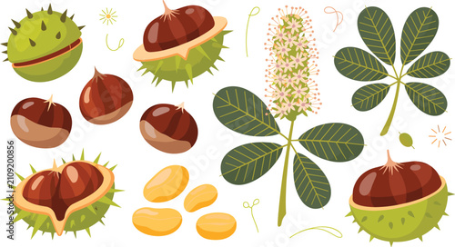 Fotografía Horse Chestnut Collection Vector Set with Conkers, Spiky Burrs, Leaves, Blossoms