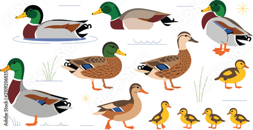 Mallard Duck Family Collection Vector Set with Male Duck, Female Duck, Ducklings, Swimming Waterfowl, and Wildlife Bird Illustrations Isolated on White Background