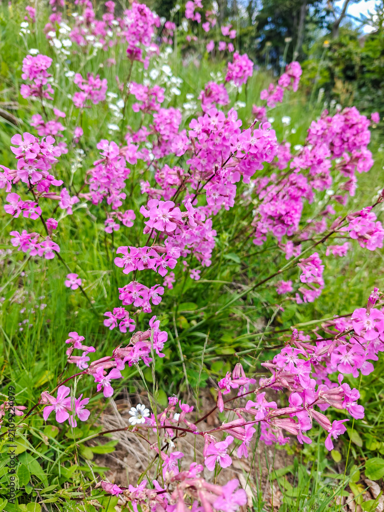 Obraz premium Pink Wild Catchfly Flowers in Meadow