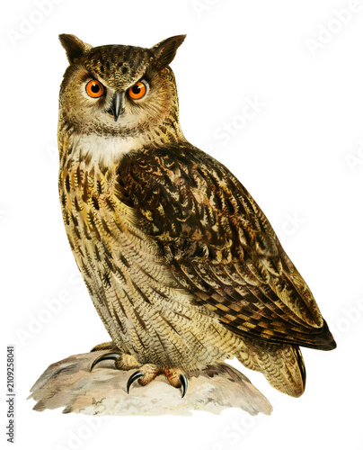 Transparent sticker eaurasian eagle owl bird hand drawn