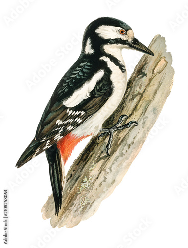 Great spotted woodpecker png bird hand drawn