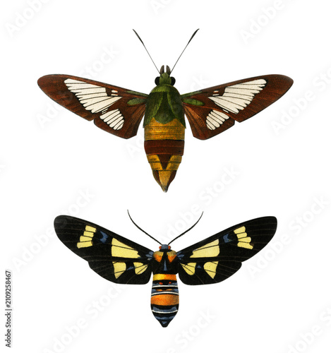 Vintage butterflies