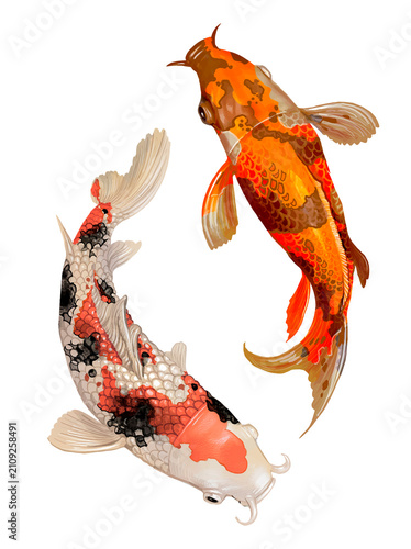 Two Japanese Koi fish swimming transparent png