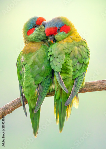 Close-up rear view of a pair of wild musk lorikeets (Glossopsitta confine) affectionately preening each other on a branch, Australia