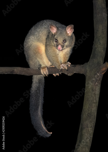 Close-up of a wild common brushtail possum (Trichosurus vulpecular) on a branch at night, Victoria, Australia