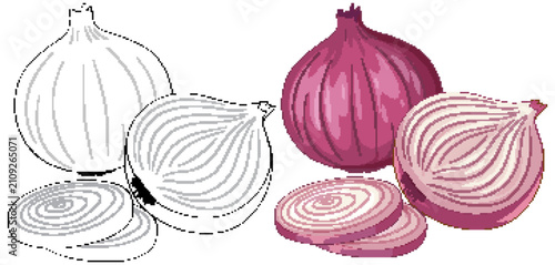 Sliced and Whole Red Onion Vector Set in Color and Line Art