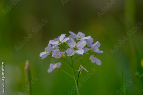 Foto Cardamine pratensis cucko flower in bloom, group of petal flowering mayflowers o