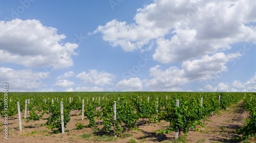 summer vineyard panorama time lapse scene