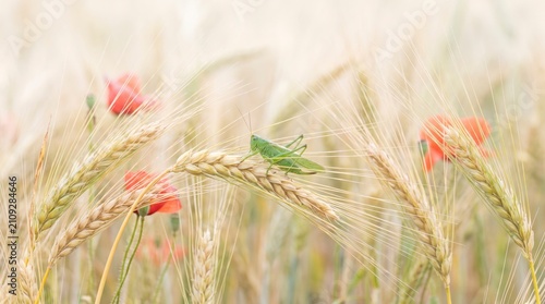A vibrant green grasshopper rests gracefully on a golden wheat stalk surrounded by delicate red poppy flowers in a sunlit meadow during a serene summer afternoon in nature