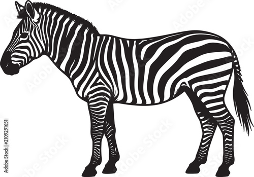 Photography Black and white of a standing zebra, side profile view with detailed striped pat