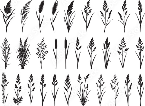 Collection of black silhouettes of wild grasses, cereal crops, wheat stalks, and cattails, isolated on a white background, set of meadow plants