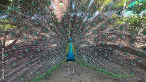 This stock video shows the vibrant tail of a peacock.