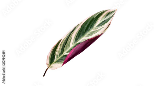 A single leaf of a Stromanthe sanguinea Triostar plant with vibrant variegation on a white background.