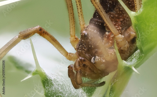 Fotografie Weberknecht (Opiliones)