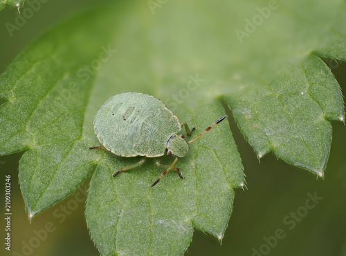 Canvastavla Grüne Stinkwanze (Palomena prasina)