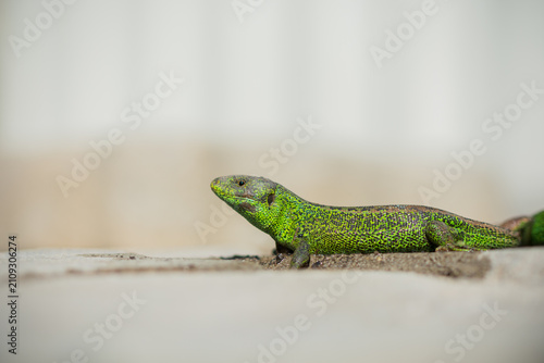 Fotografie Close-up of a vibrant green lizard basking on a sunlit rock.