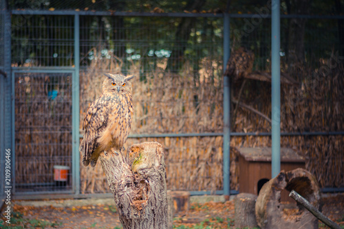 Foto A majestic owl perches on a tree stump in its rustic sanctuary, showcasing its keen gaze amidst a natural enclosure