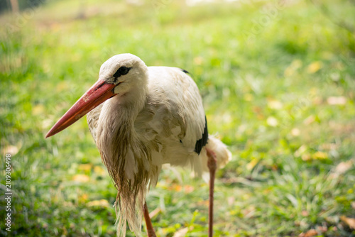 Fotografía Close-up of a white stork standing on a grassy field with soft background lighting