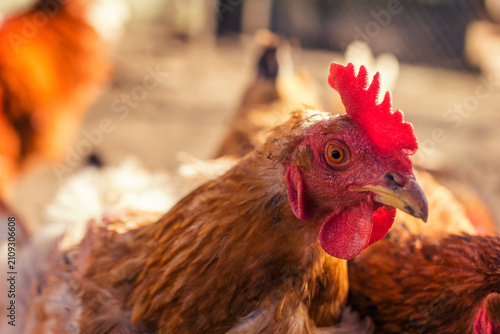 Foto Close-up of a rooster basking in the warm sunlight on a farm.