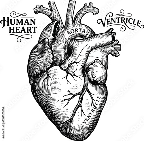 human heart engraving with intricate hand-drawn anatomy