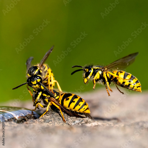 Deutsche Wespe (Vespula germanica)
