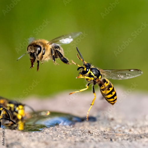 Deutsche Wespe (Vespula germanica) und Honigbiene