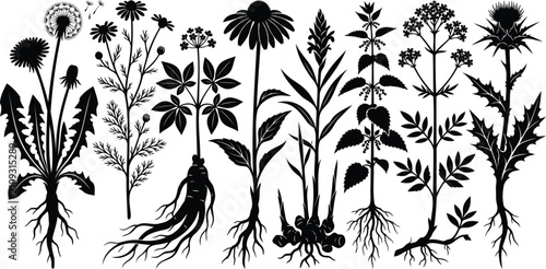 Black silhouette collection of wild medicinal herbs and plants
