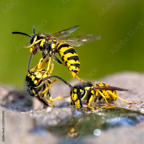 Deutsche Wespe (Vespula germanica)