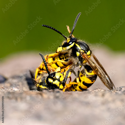 Deutsche Wespe (Vespula germanica)