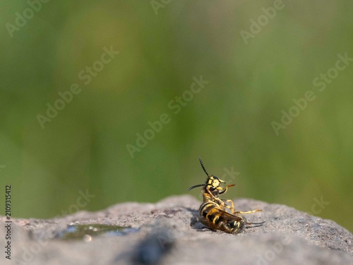 Deutsche Wespe (Vespula germanica)