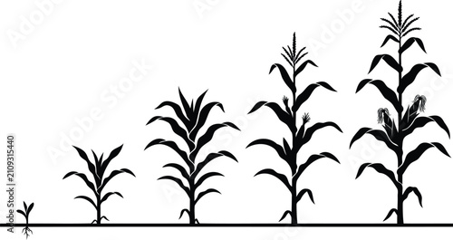 Corn plant growth stages from seedling to mature stalk