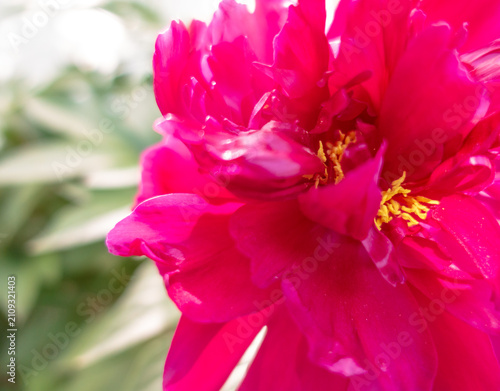 Konstfotografi Vibrant Magenta Peony Flower in Full Bloom with Yellow Stamens Macro Close-up