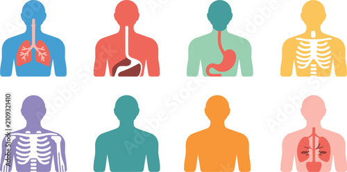 Foto Human Body Systems Vector Icon Set Featuring Respiratory Digestive Skeletal and