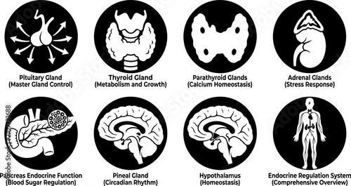 Obraz na płótnie Human Endocrine System Icon Set Featuring Main Hormone Producing Glands for Medi