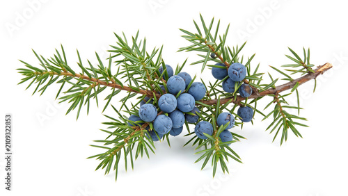 Juniper Branch with Berries