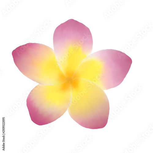 Pink Plumeria Flower