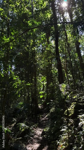 Vertical rainforest trail with sunlight on Warrie Circuit