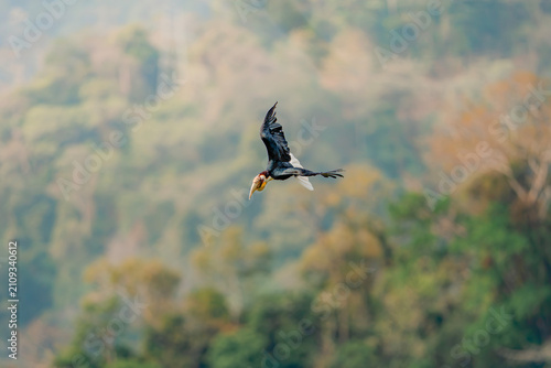 Canvas Print Wreathed hornbill flying with wings spread through tropical forest canopy
