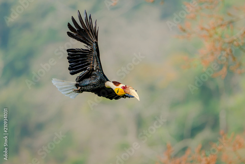 Fotografía Wreathed Hornbill in flight with wings fully extended against forest backdrop