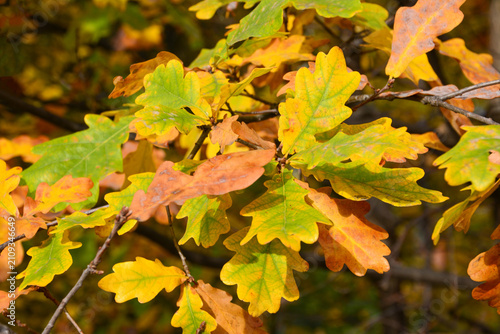 Autumn Oak Leaves Changing Color in Forest close up