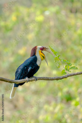 Photography Wreathed Hornbill perched on a branch eating green leaves in tropical forest