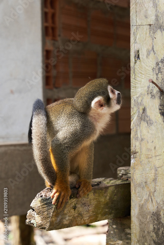 Squirrel monkey perched on wooden beam looking up