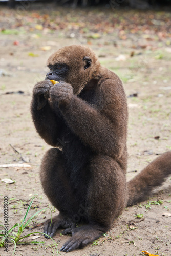 Brown woolly monkey sitting on ground eating piece of fruit