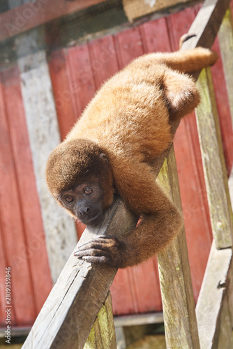 Brown woolly monkey resting head on wooden handrail outdoors