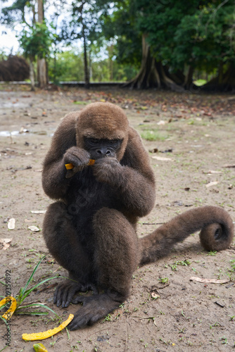 Brown woolly monkey sitting on dirt ground eating fruit in rainforest