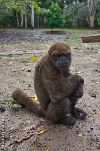 Brown woolly monkey sitting on ground in clearing