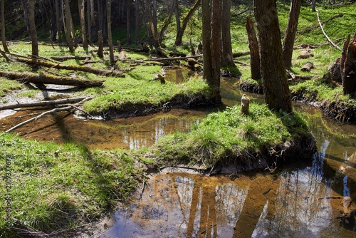 Canvastavla A gurgling brook meanders through a sun-kissed, verdant forest