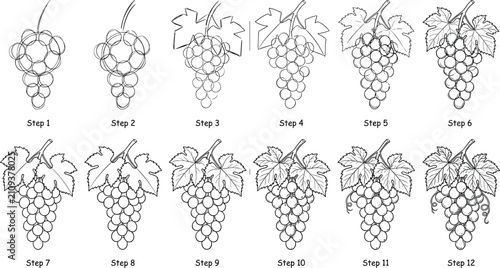 Принти на полотні Step by step how to draw grapes tutorial vector infographic showing twelve sequential outline stages for art education and children activity worksheet