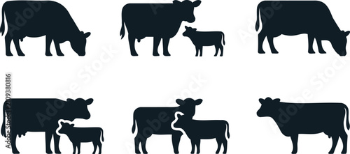 Fotografía Collection of six dark blue silhouette illustrations of cows and calves on a whi