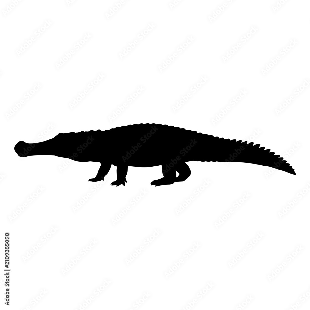 Fototapeta premium Silhouette of a large crocodile walking isolated on white background.